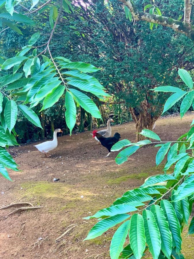 Casa De Campo Lazer Completo Paraiso De Reservas Naturais Em Sp Ibiúna المظهر الخارجي الصورة